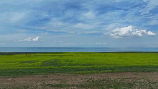 青海湖油菜花田航拍