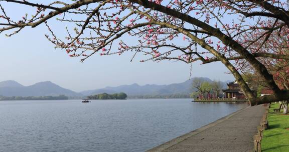 春天清晨杭州西湖樱花游船唯美4k空镜合集