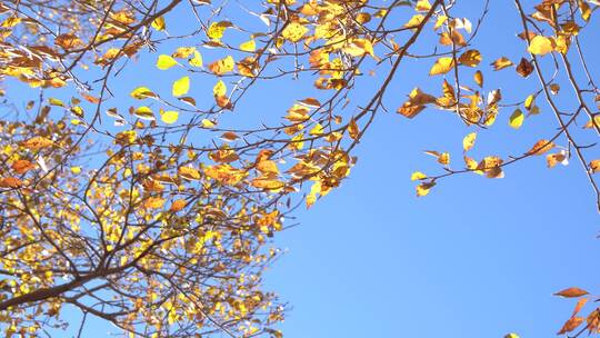 秋季秋天蓝天下的金色树叶