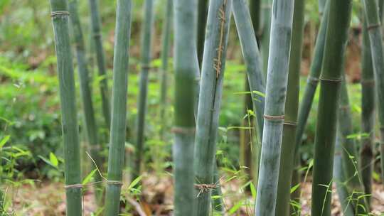 竹林竹子竹园，风中摇曳的竹叶