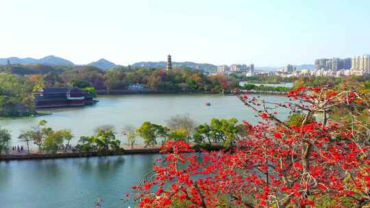 精选西湖木棉航拍大景2