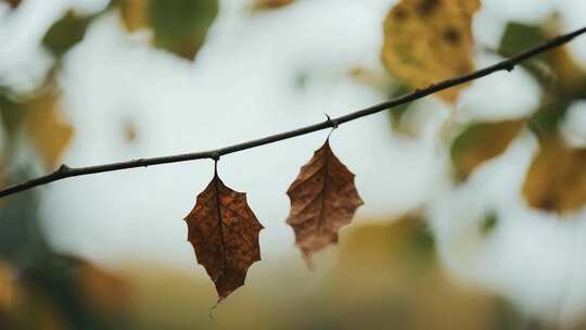 枝头枯叶特写