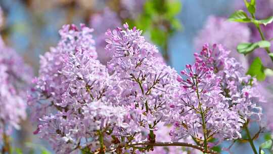 春天阳光下盛开的粉色紫丁香花朵花簇
