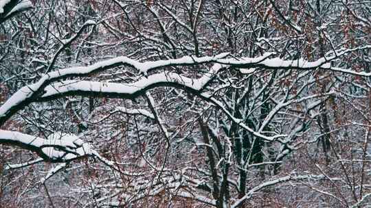 冬天雪花飘飘洒洒在树林里