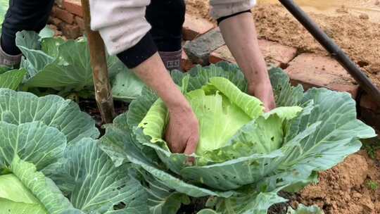 农民椰菜心菜包菜洋白菜圆白菜刚白菜莲白菜视频素材模板下载