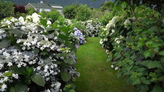 绣球花花园公园景区景点