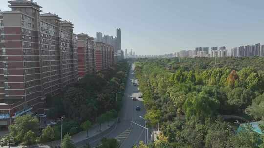 城市道路两旁的绿化与高楼景观