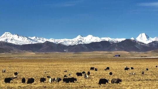 西藏雪山脚下牛羊航拍