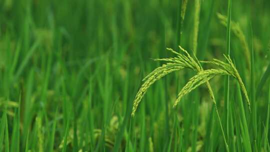 农村稻田水稻生长稻穗 绿色水稻慢镜头特写
