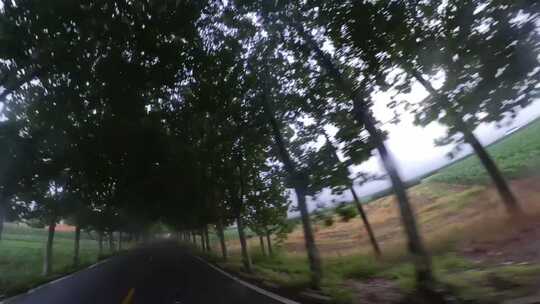 公路两旁绿树成荫的自驾画面