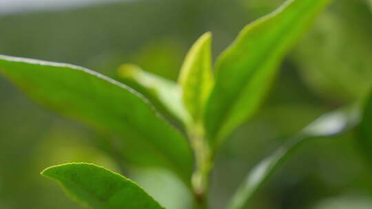 茶叶 春天 嫩叶 茶树