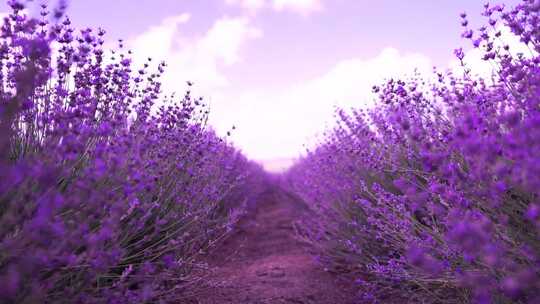 薰衣草田与芬芳的紫色花朵盛开在日落郁郁葱