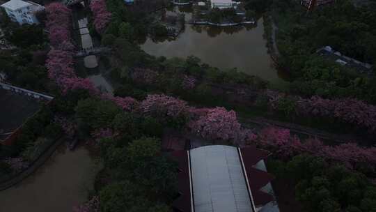 中国广东省广州市从化区华软异木棉视频素材模板下载