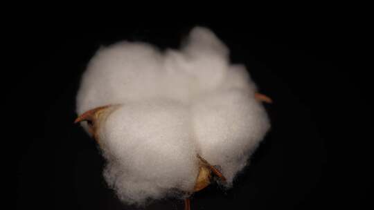棉花棉桃经济作物棉花籽