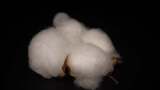 棉花棉桃经济作物棉花籽高清在线视频素材下载