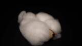 棉花棉桃经济作物棉花籽高清在线视频素材下载