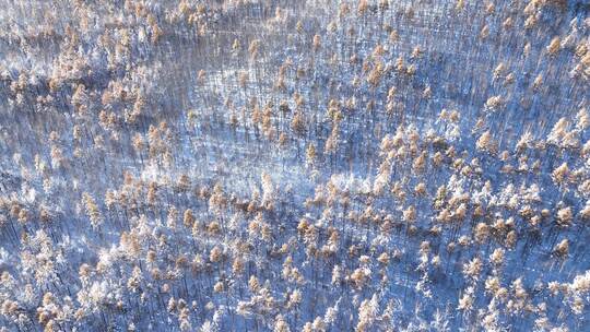 秋日雪后山林秋雪雾凇银装素裹