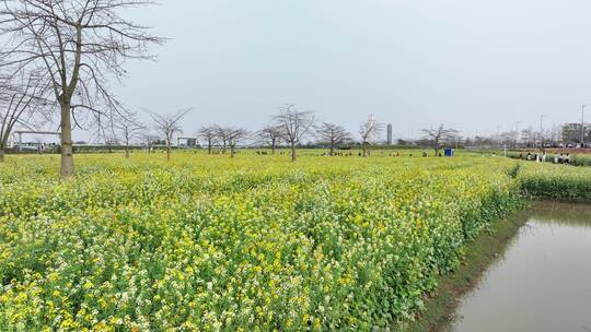 中国广东省广州市南沙区东涌油菜花