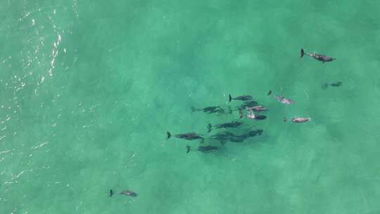 一群海豚在清澈的海水中展示求偶行为。无人