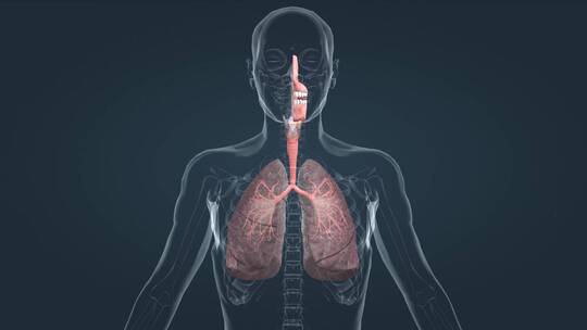 医学人体解剖学呼吸系统肺功能三维动画