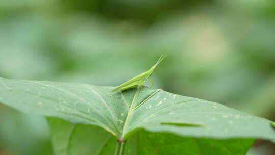 绿色草蜢实拍