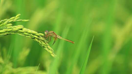 农村水稻稻穗上停着蜻蜓 绿色 昆虫 蜻蜓视频素材模板下载