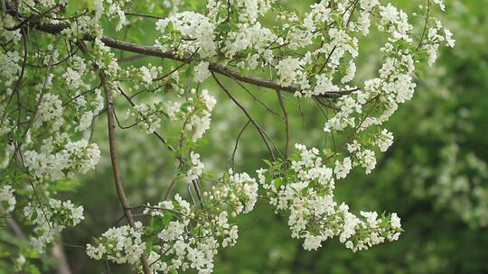 大兴安岭春季山荆子花