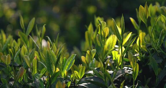 春天阳光下的绿茶嫩芽