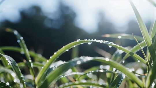 白露节气草地露珠清新自然特写视频
