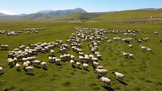 航拍新疆巴音布鲁克草原牧民放养的羊群视频素材模板下载