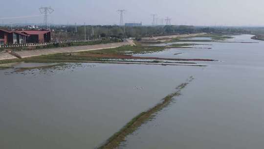 湿地 大雁