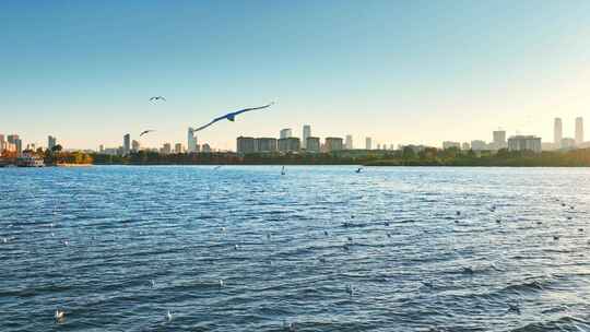 城市湖滨海鸥飞翔视频素材模板下载