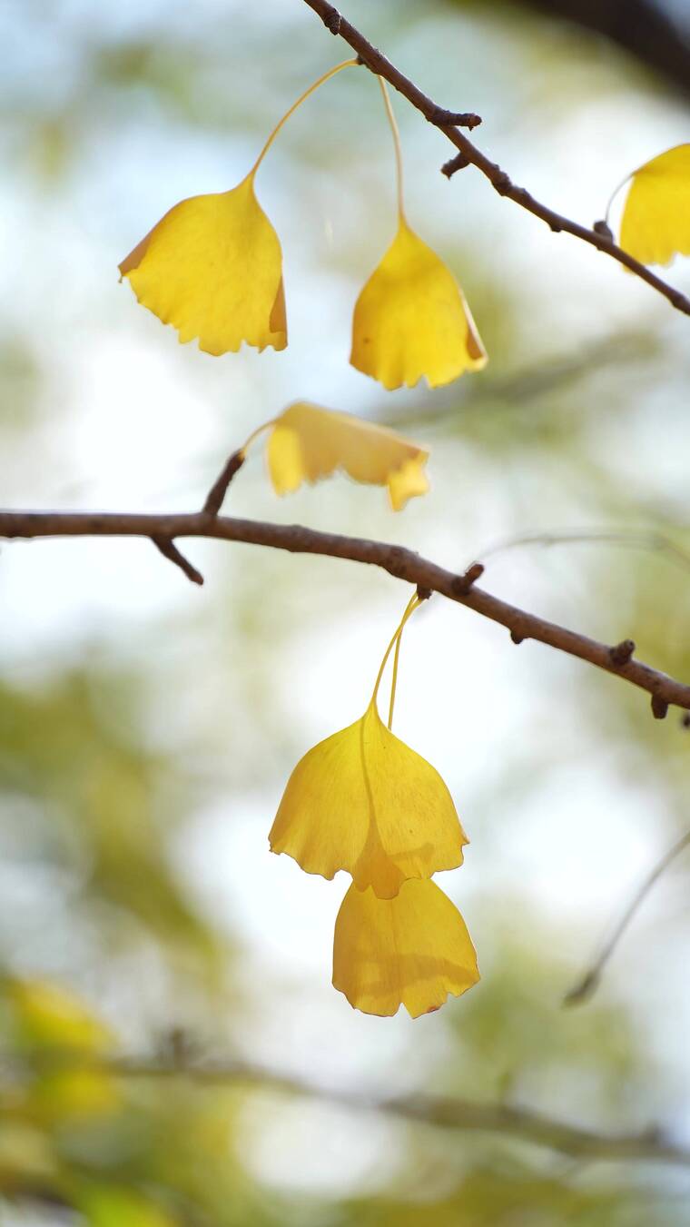 4K竖屏银杏叶素材