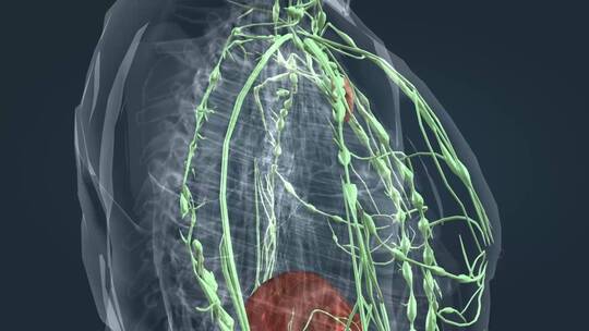 淋巴系统 医学 人体 器官 三维 动画