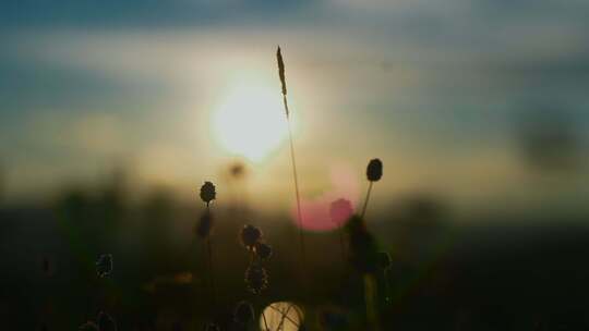 夕阳下的植物特写