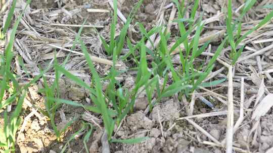 麦苗 田地 绿色 植物 农业作物 自然生态