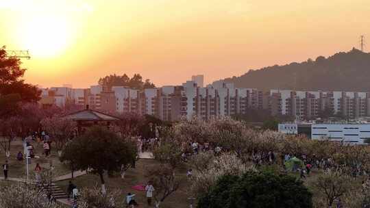 中国广东省广州市黄埔区市民广场梅花