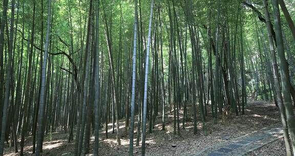 阳光竹林 苏州常熟虞山