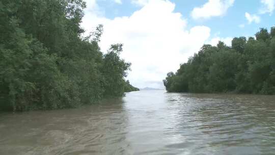 广东珠海淇澳红树林湿地生态园实拍视频