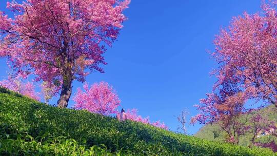 大理无量山樱花谷和山茶园童话般劳作场景