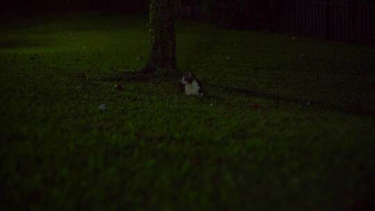 一只宠物猫晚上在草坪上休息