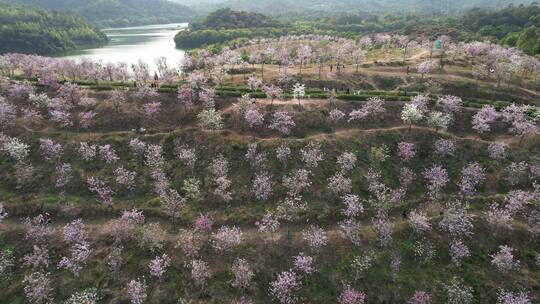 平湖生态园紫荆花视频素材模板下载