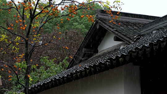 下雨天古风建筑前的柿子树