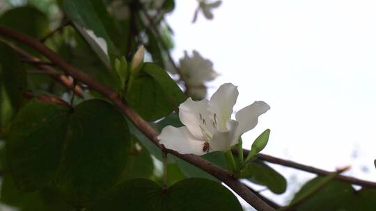 花树，紫荆花，紫花白花视频素材模板下载