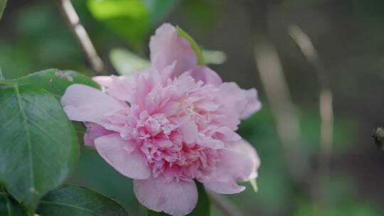 4K-埃尔西朱瑞山茶，山茶花种植，山茶花