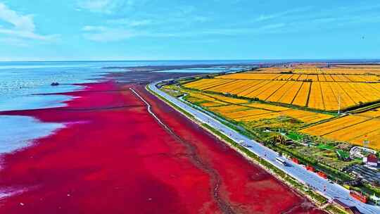 辽宁盘锦红海滩航拍稻田自然风景