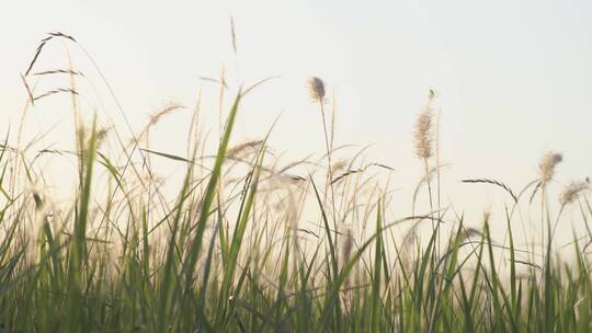 野生白茅草