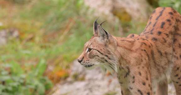 森林中的欧亚山猫（Lynx lynx）。