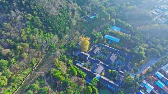 古观音禅寺银杏树秋景