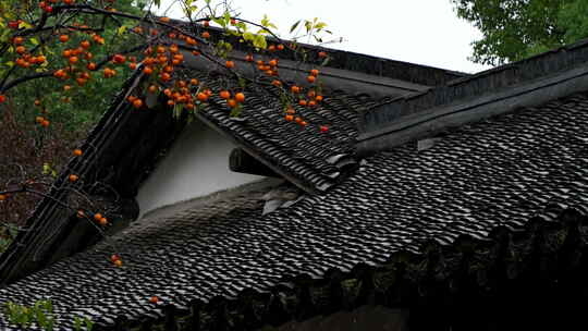 下雨天古风建筑前的柿子树